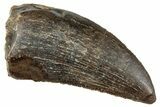 Serrated Tyrannosaur Tooth - Two Medicine Formation #263771-1